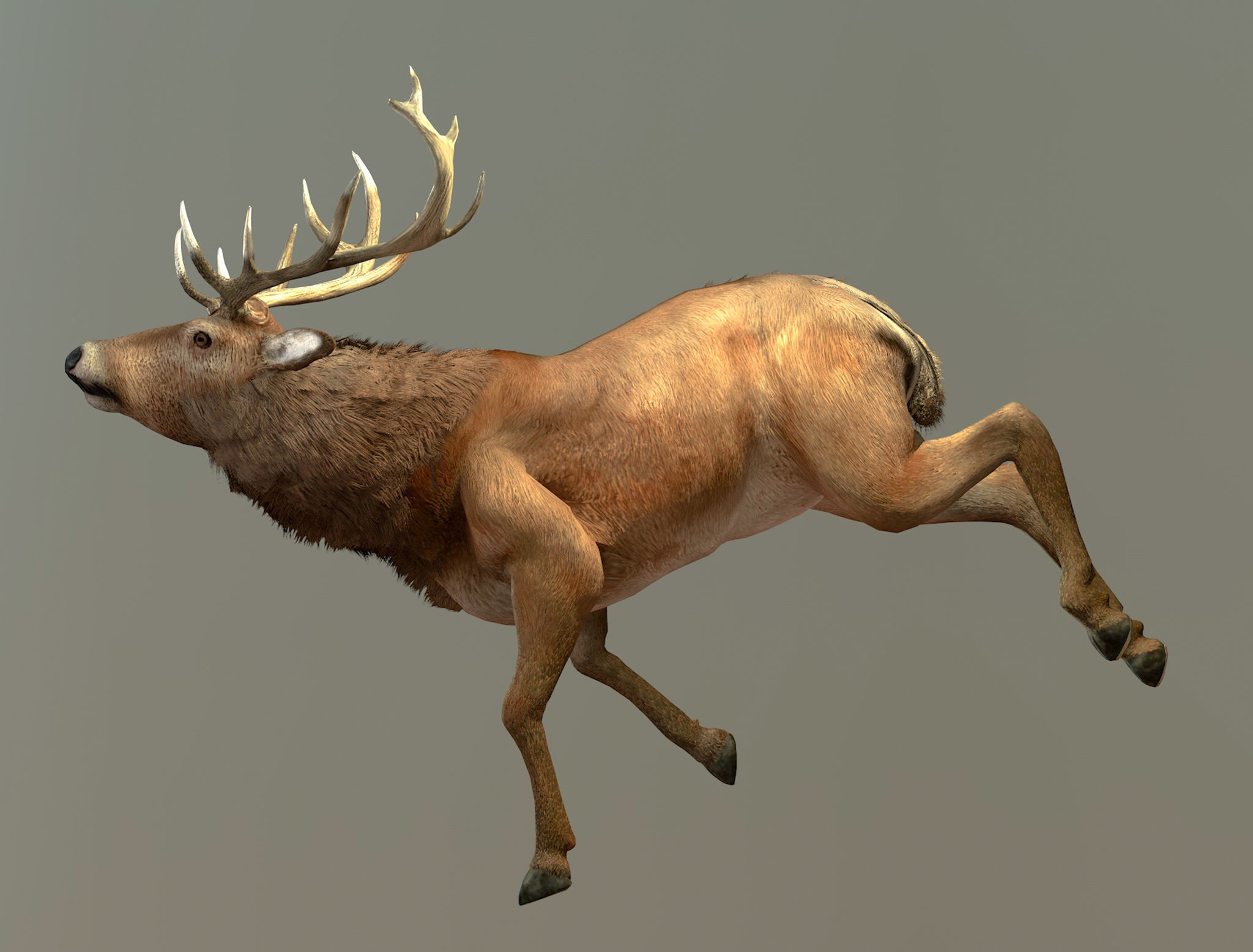 Deer stag Low-poly 3D model_8