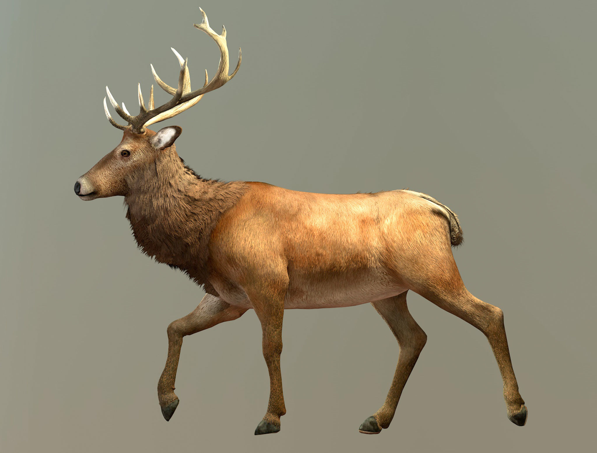 Deer stag Low-poly 3D model_1