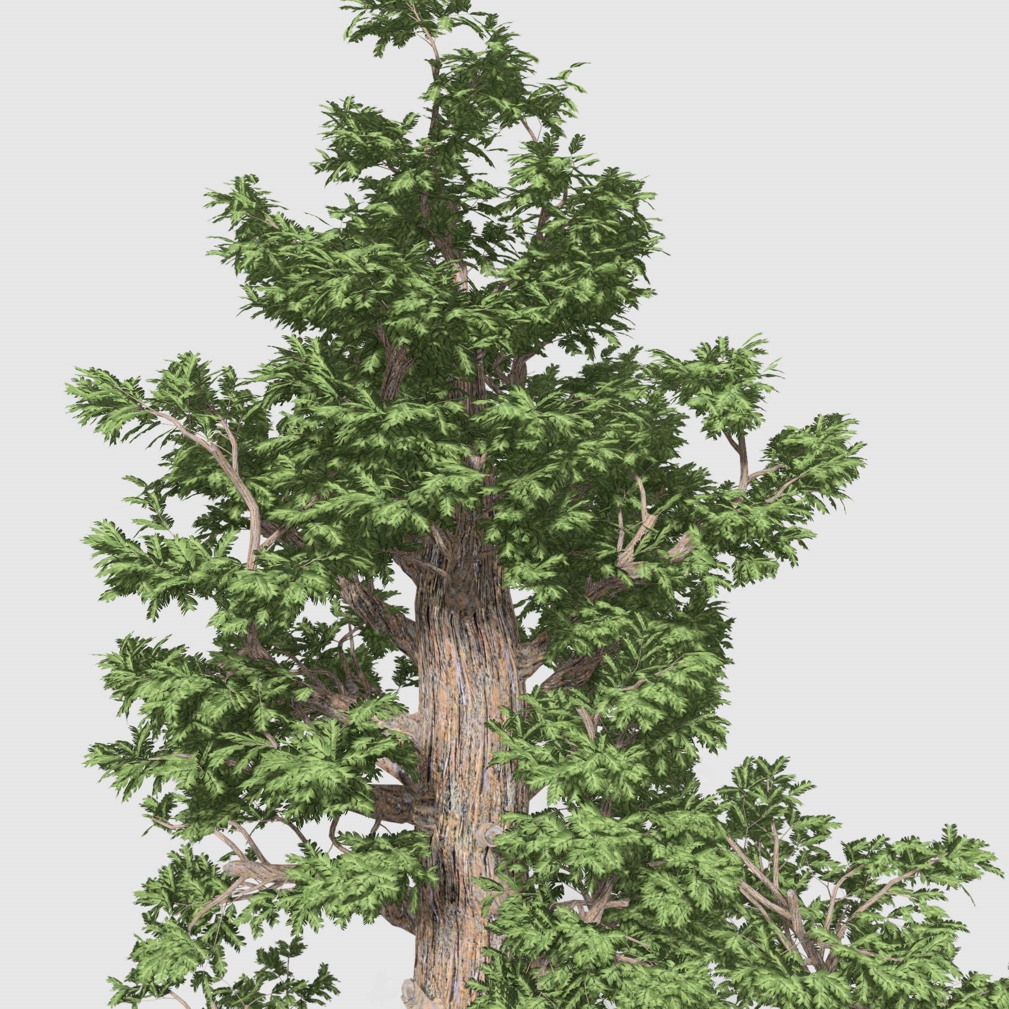 Giant Red wood tree collection 9 trees Models in the scene Low-poly 3D model_13