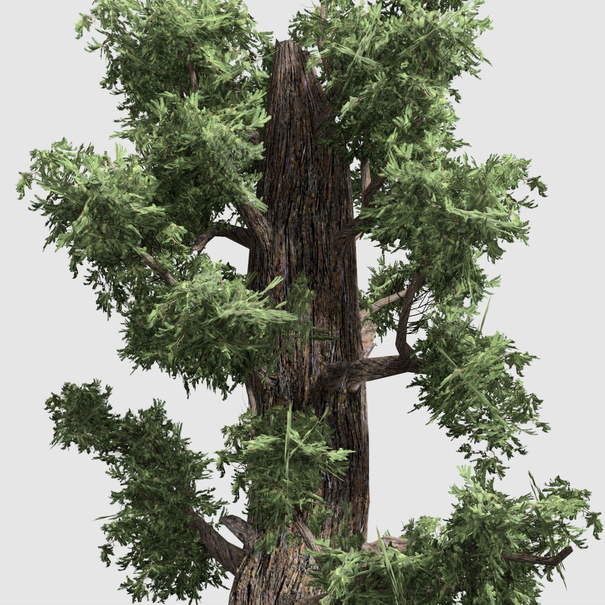 Giant Red wood tree collection 9 trees Models in the scene Low-poly 3D model_18