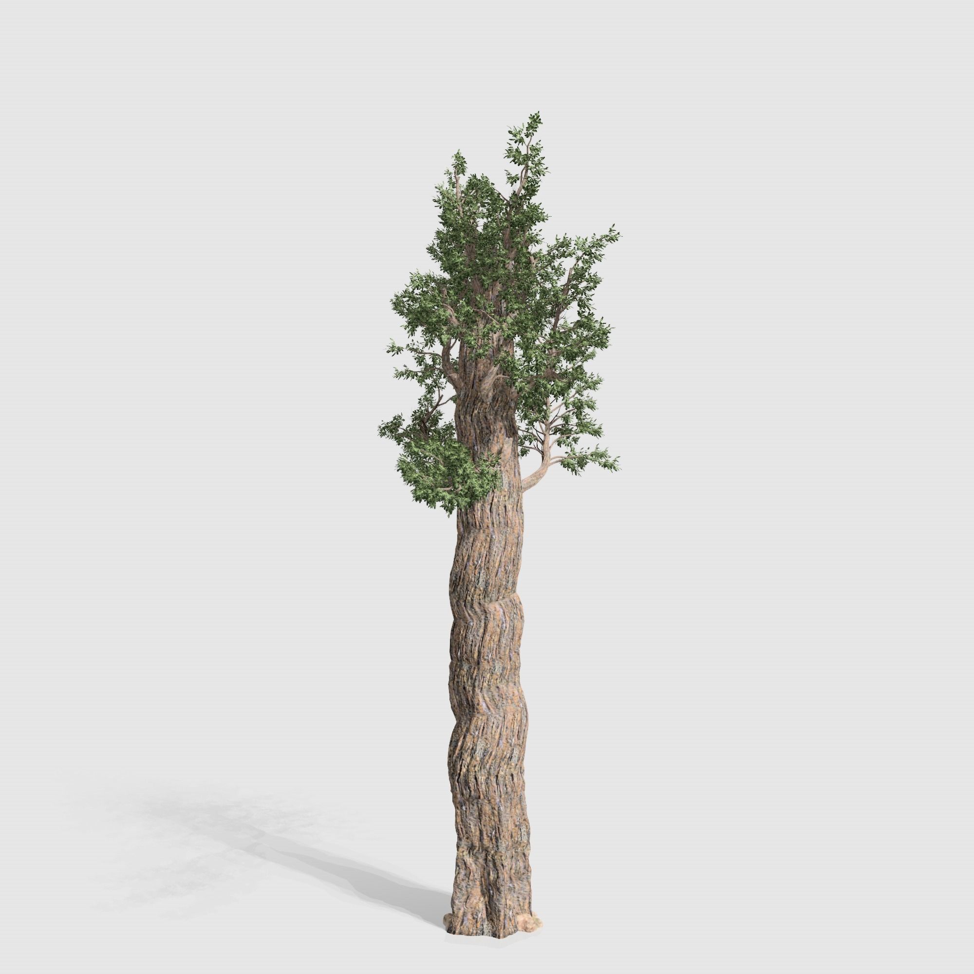 Giant Red wood tree collection 9 trees Models in the scene Low-poly 3D model_10