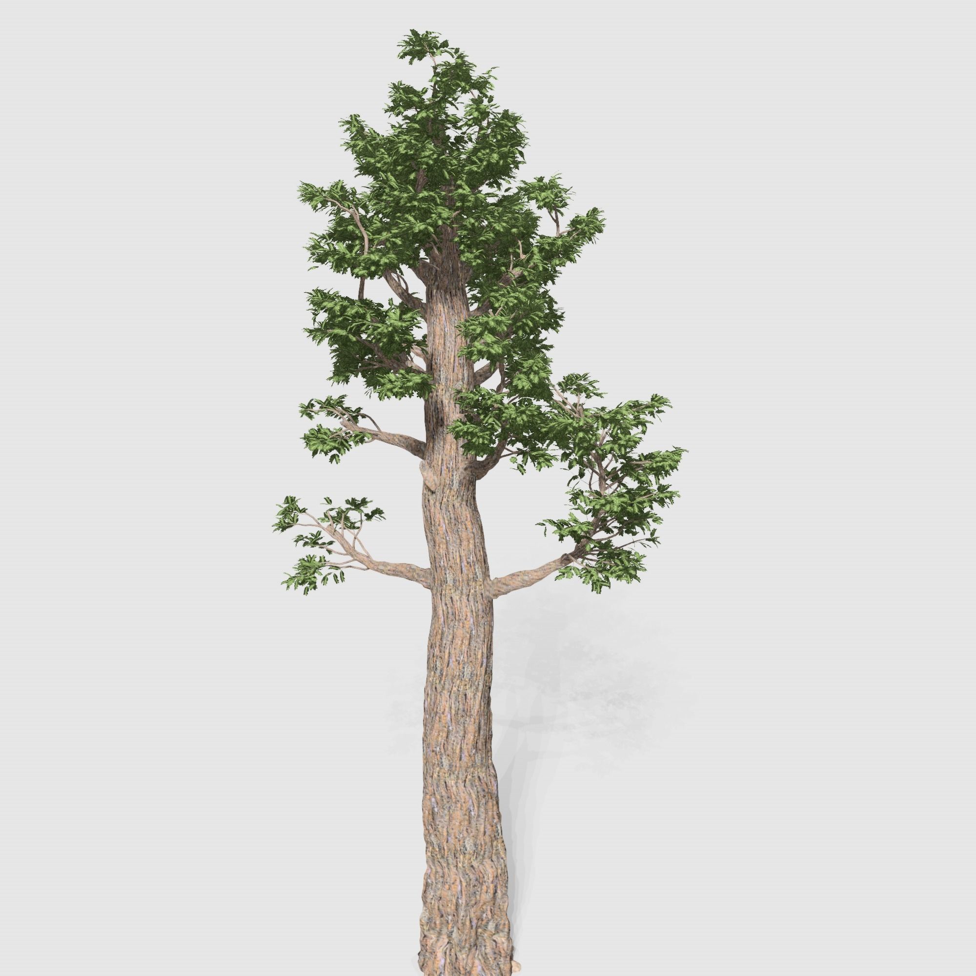 Giant Red wood tree collection 9 trees Models in the scene Low-poly 3D model_9