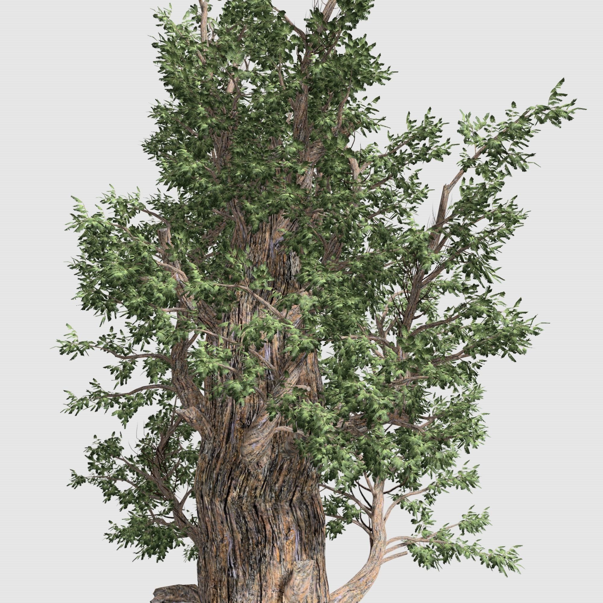 Giant Red wood tree collection 9 trees Models in the scene Low-poly 3D model_20