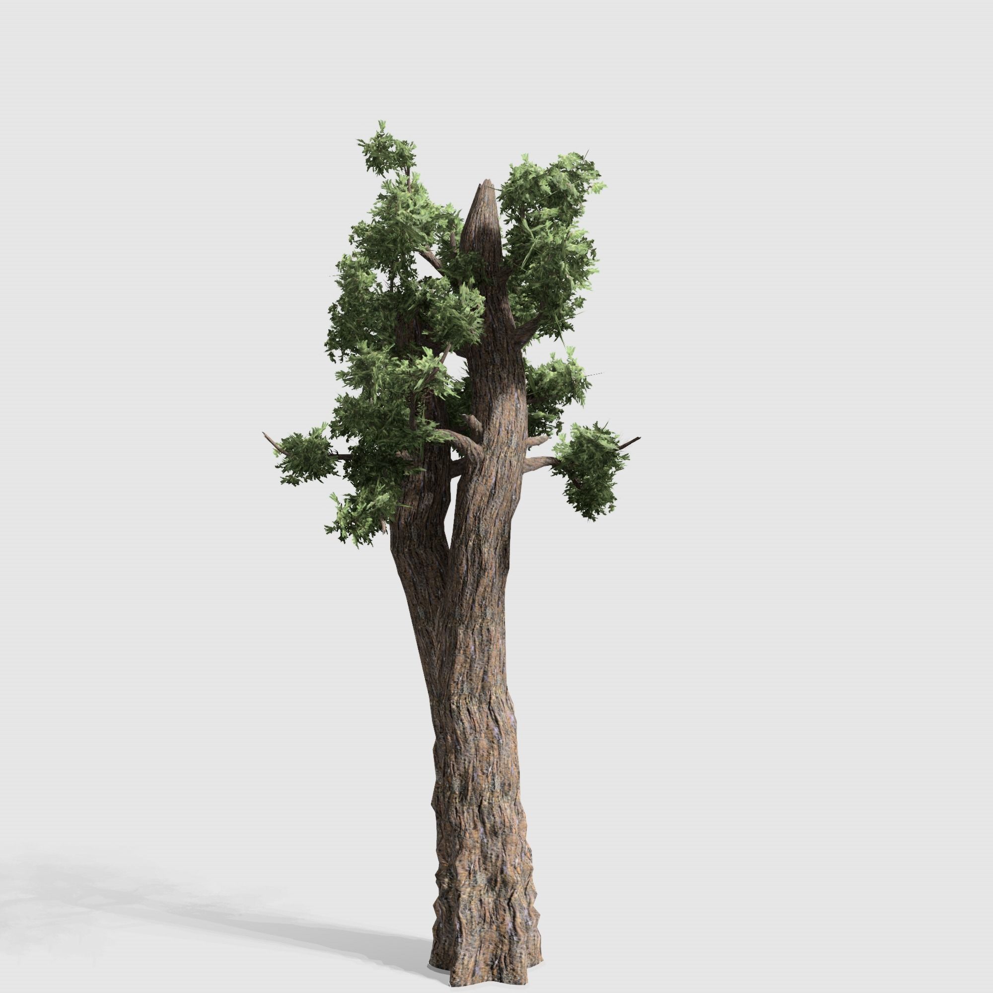 Giant Red wood tree collection 9 trees Models in the scene Low-poly 3D model_8