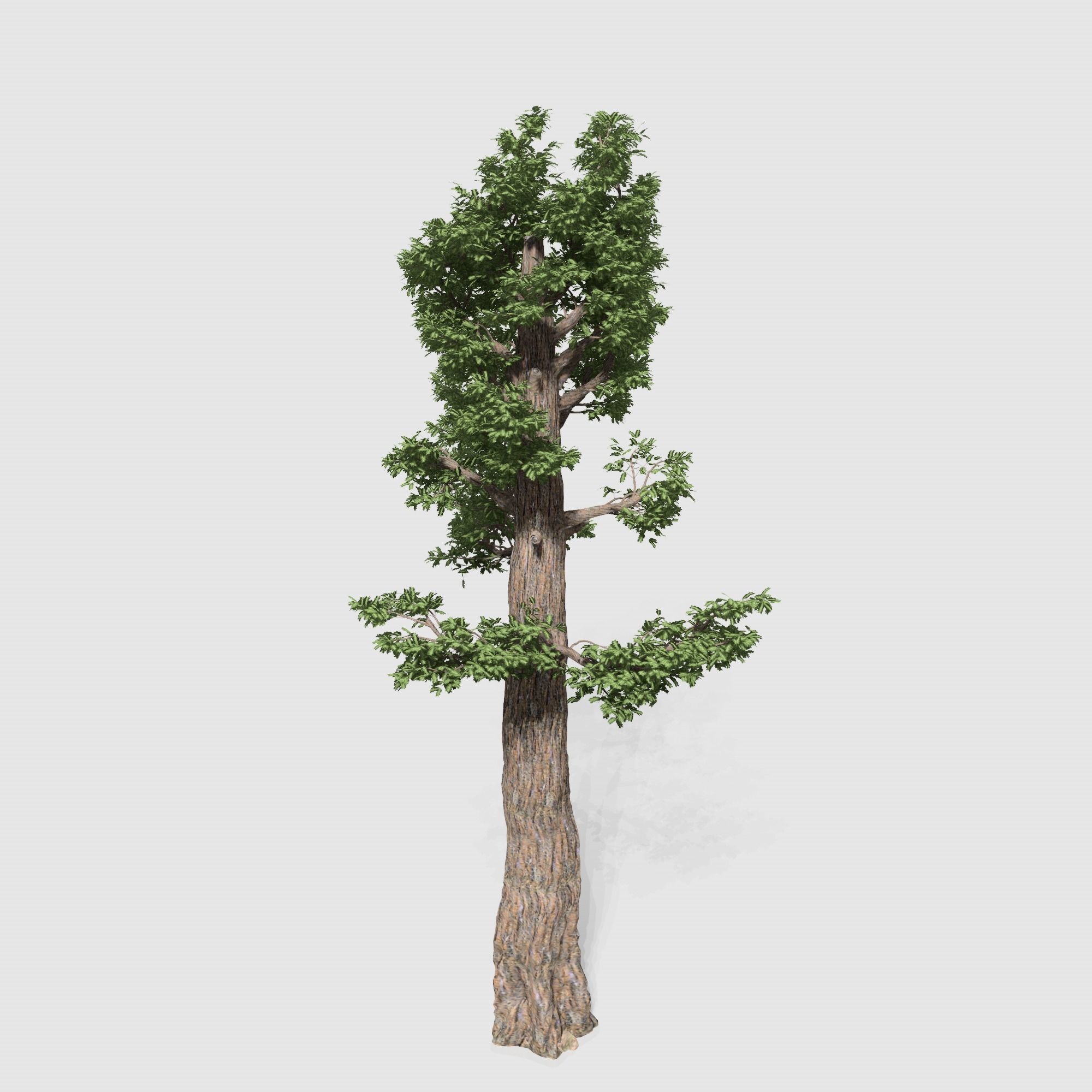 Giant Red wood tree collection 9 trees Models in the scene Low-poly 3D model_2