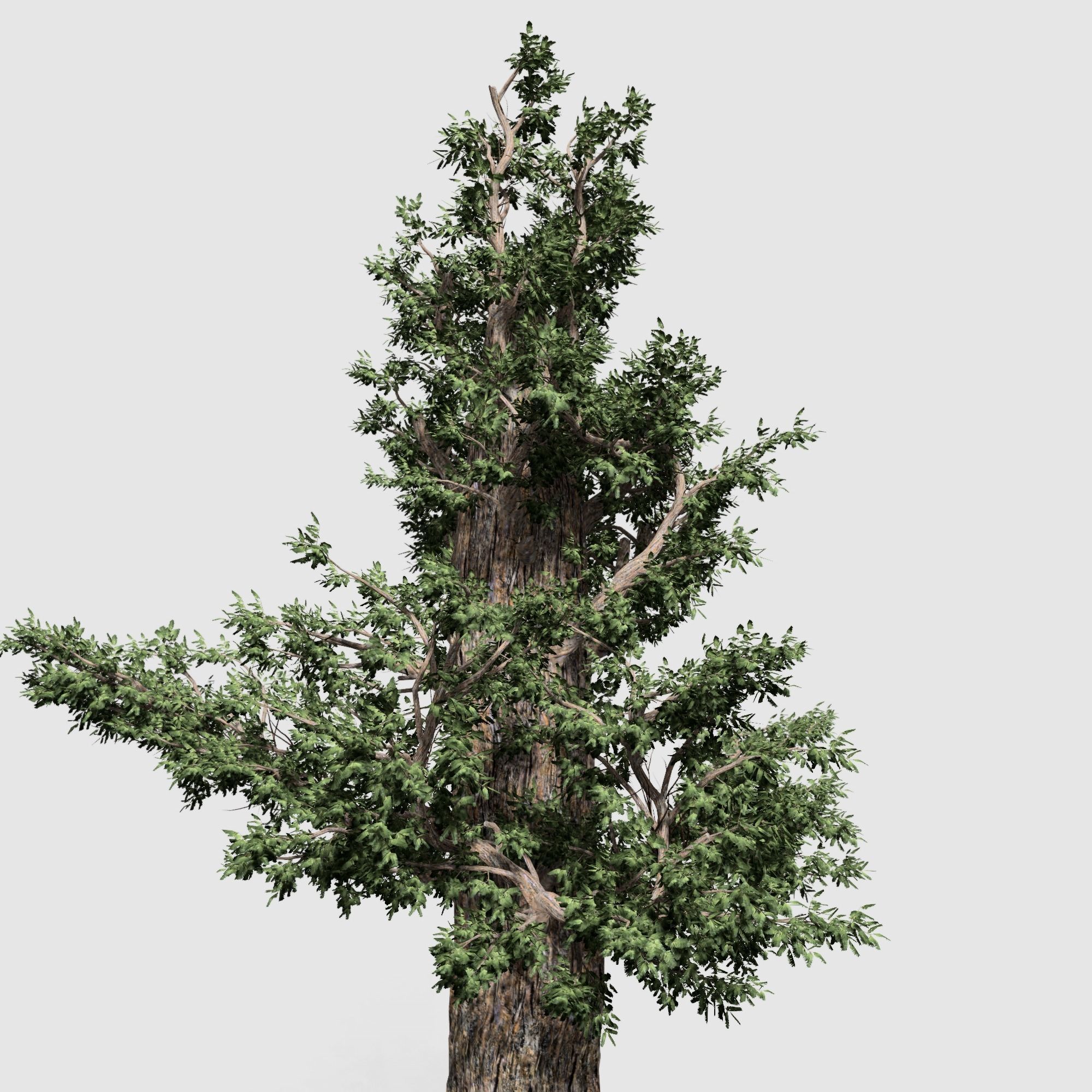 Giant Red wood tree collection 9 trees Models in the scene Low-poly 3D model_16
