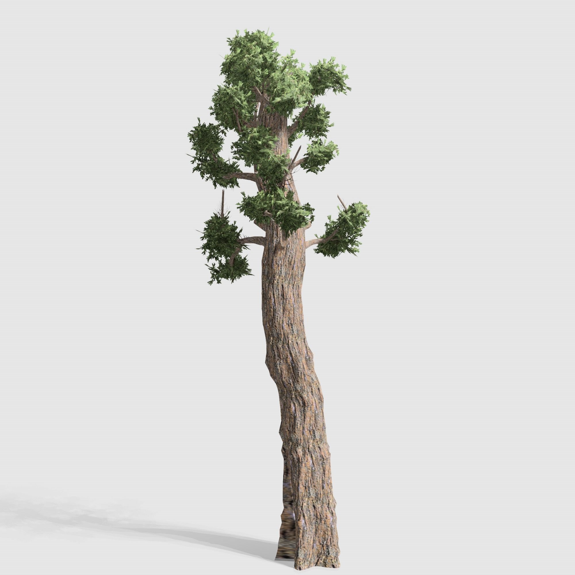 Giant Red wood tree collection 9 trees Models in the scene Low-poly 3D model_4