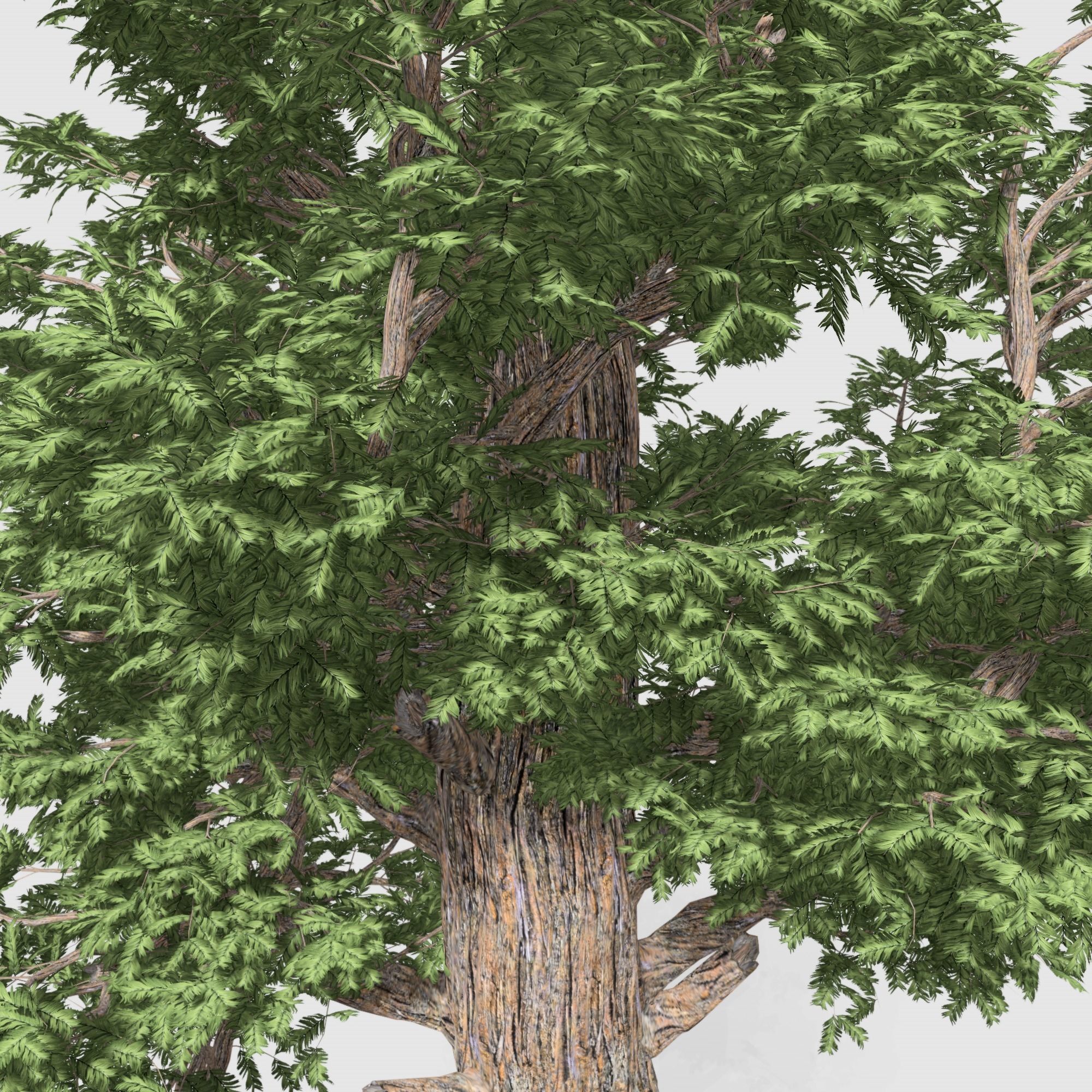 Giant Red wood tree collection 9 trees Models in the scene Low-poly 3D model_19
