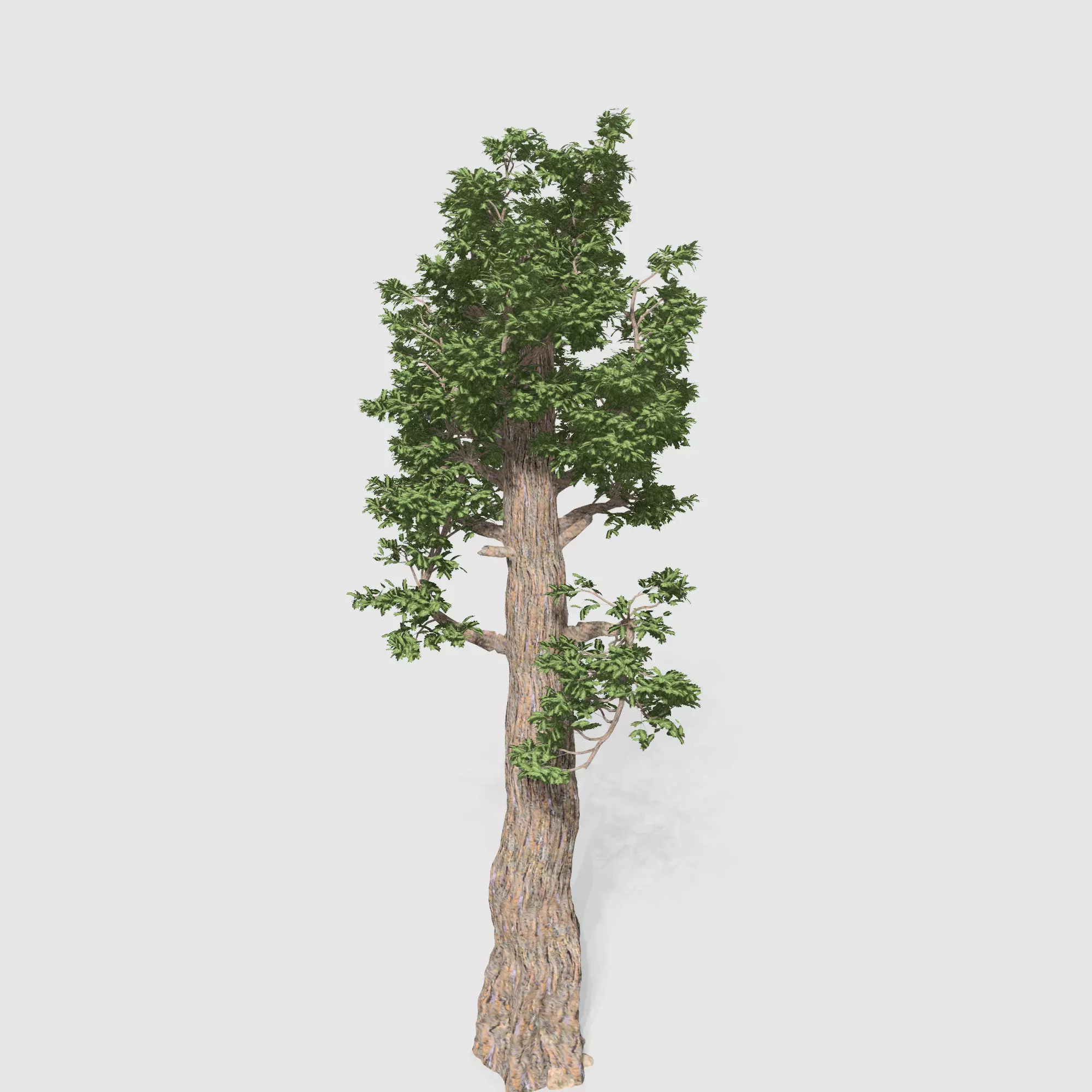 Giant Red wood tree collection 9 trees Models in the scene Low-poly 3D model_0
