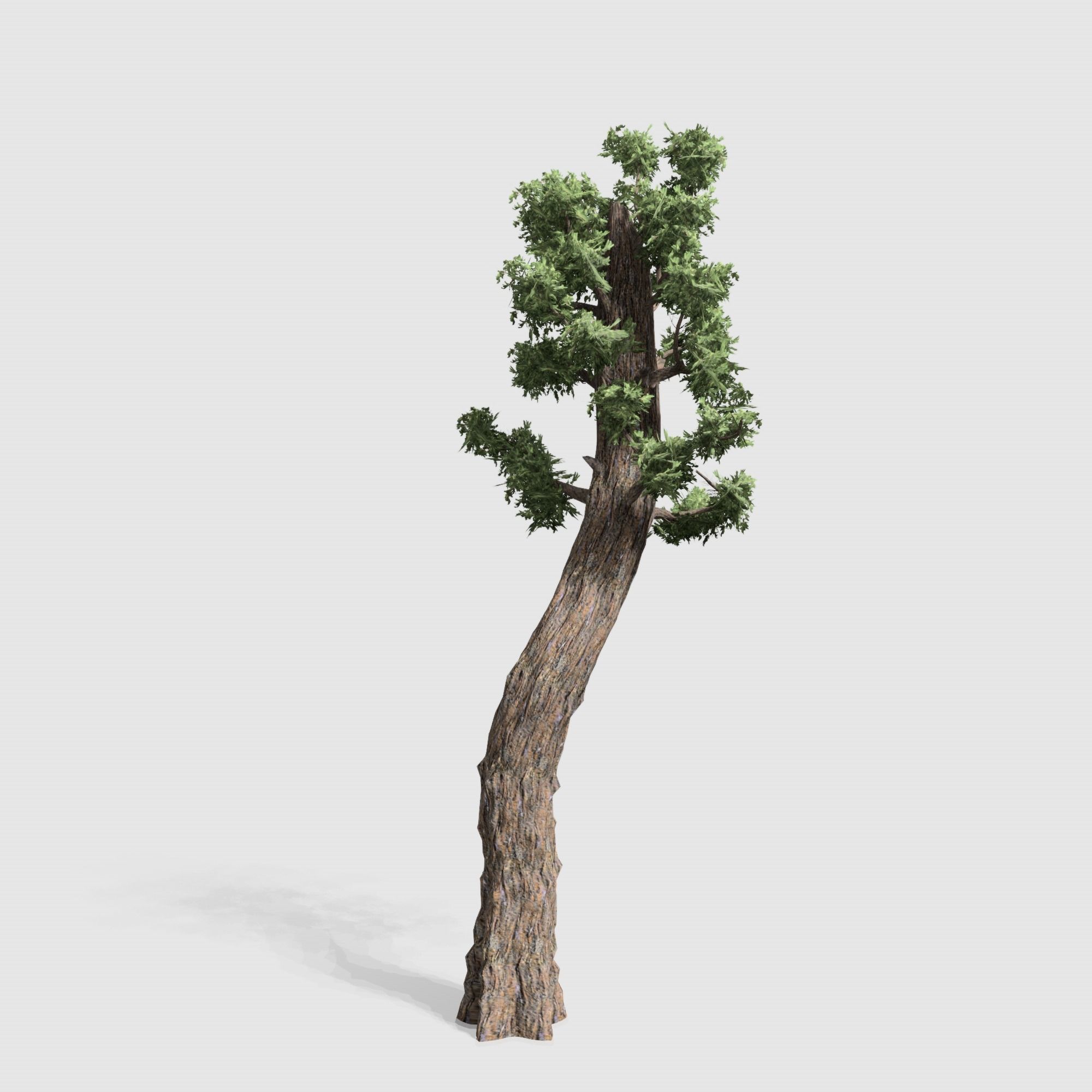Giant Red wood tree collection 9 trees Models in the scene Low-poly 3D model_5