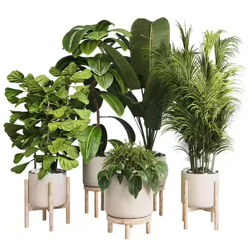 collection Indoor plant 30 -wood vase Low-poly 3D model