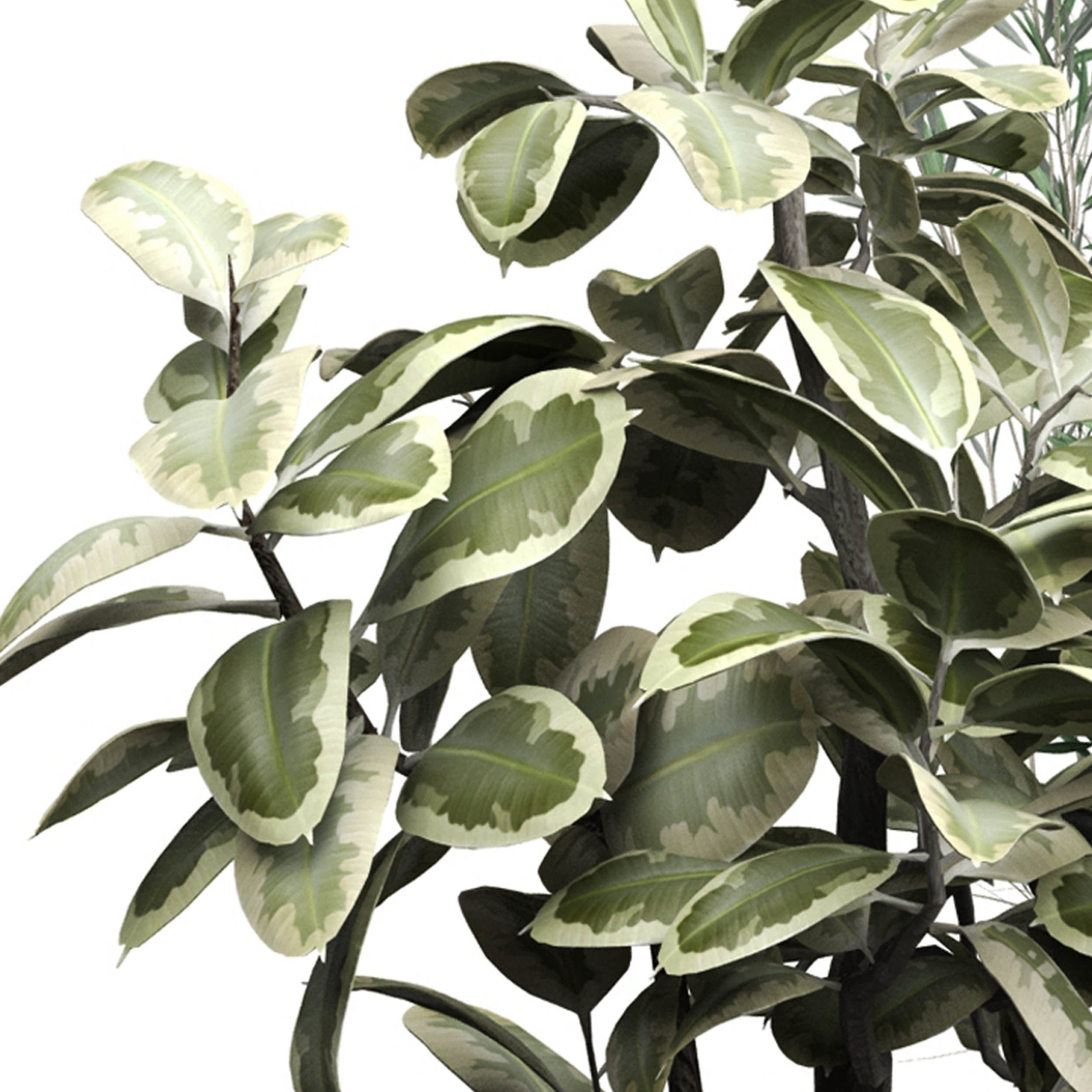 Flower Pack 176 3D model_3