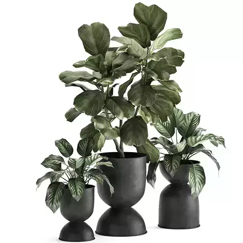 Houseplants in a pot for the interior 876