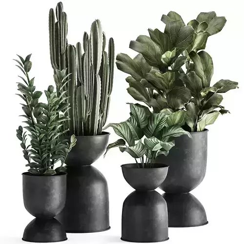 Houseplants in a pot for the interior 877