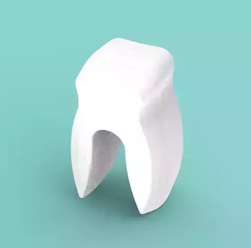 Human Dental Tooth
