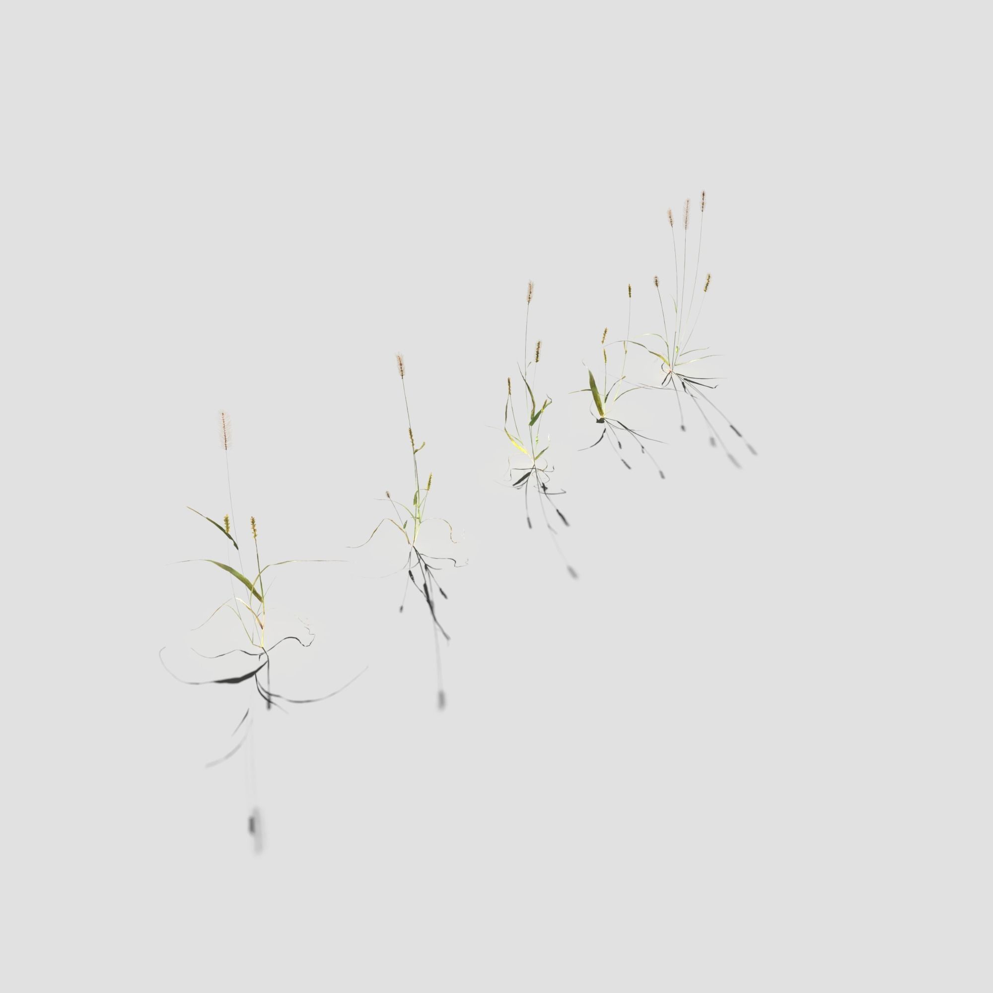 Pigeon Grass Pack 3D model_7