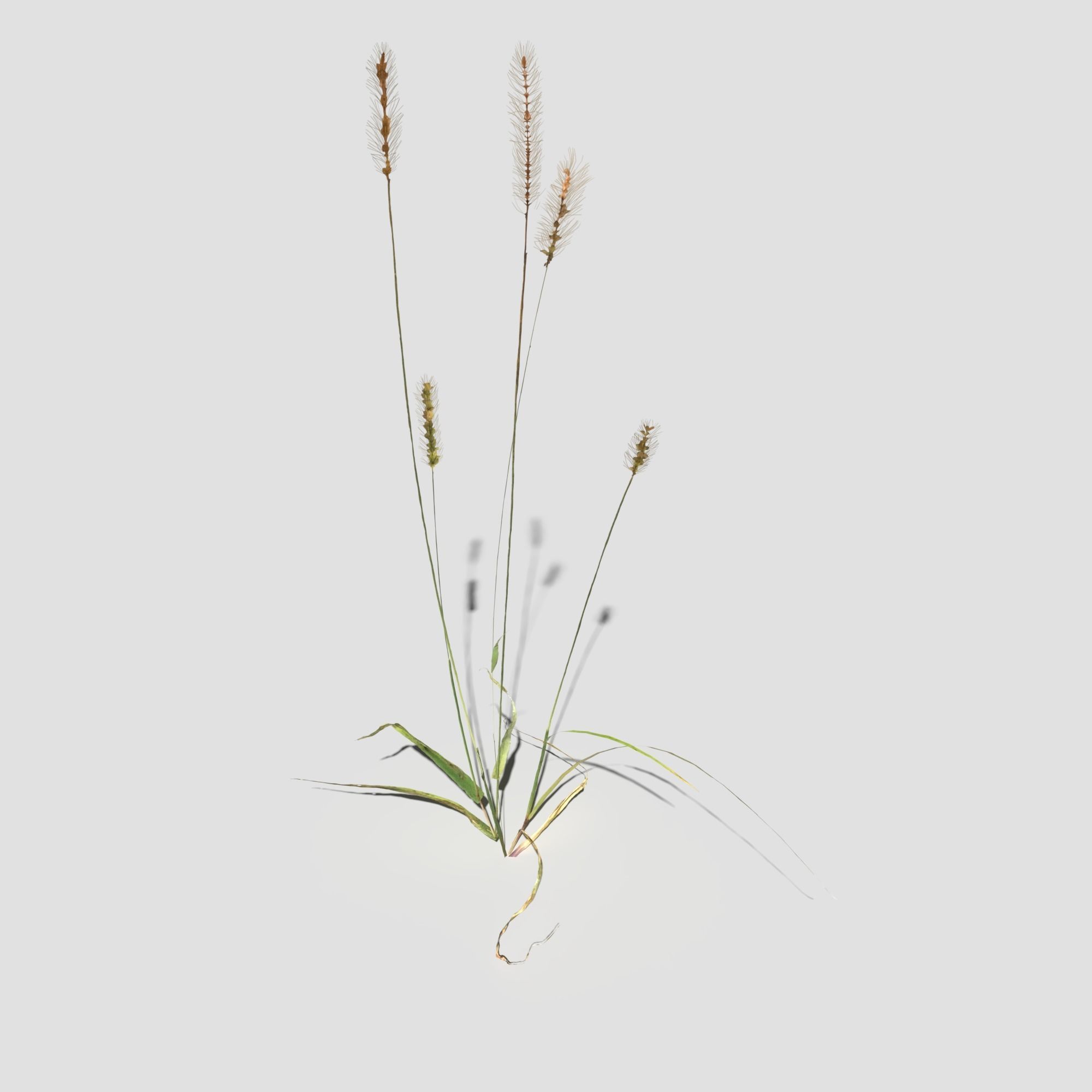 Pigeon Grass Pack 3D model_12