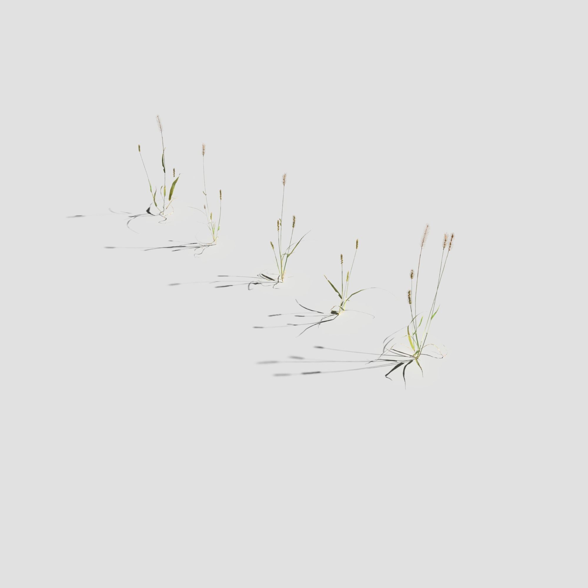 Pigeon Grass Pack 3D model_9