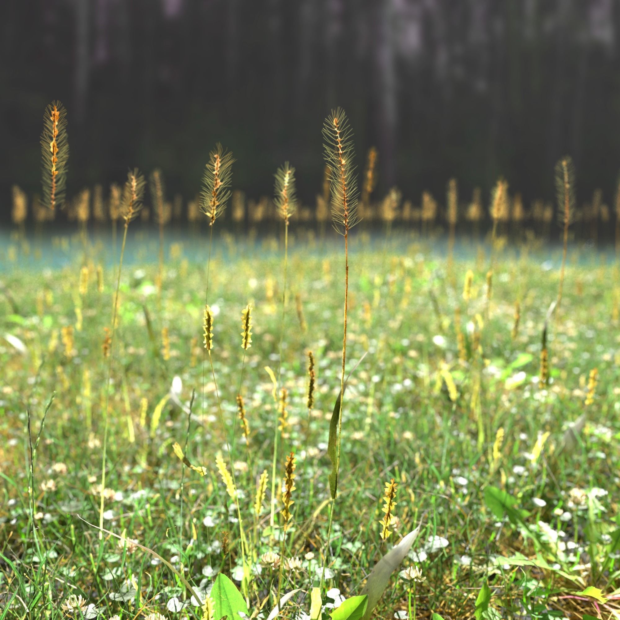 Pigeon Grass Pack 3D model_1