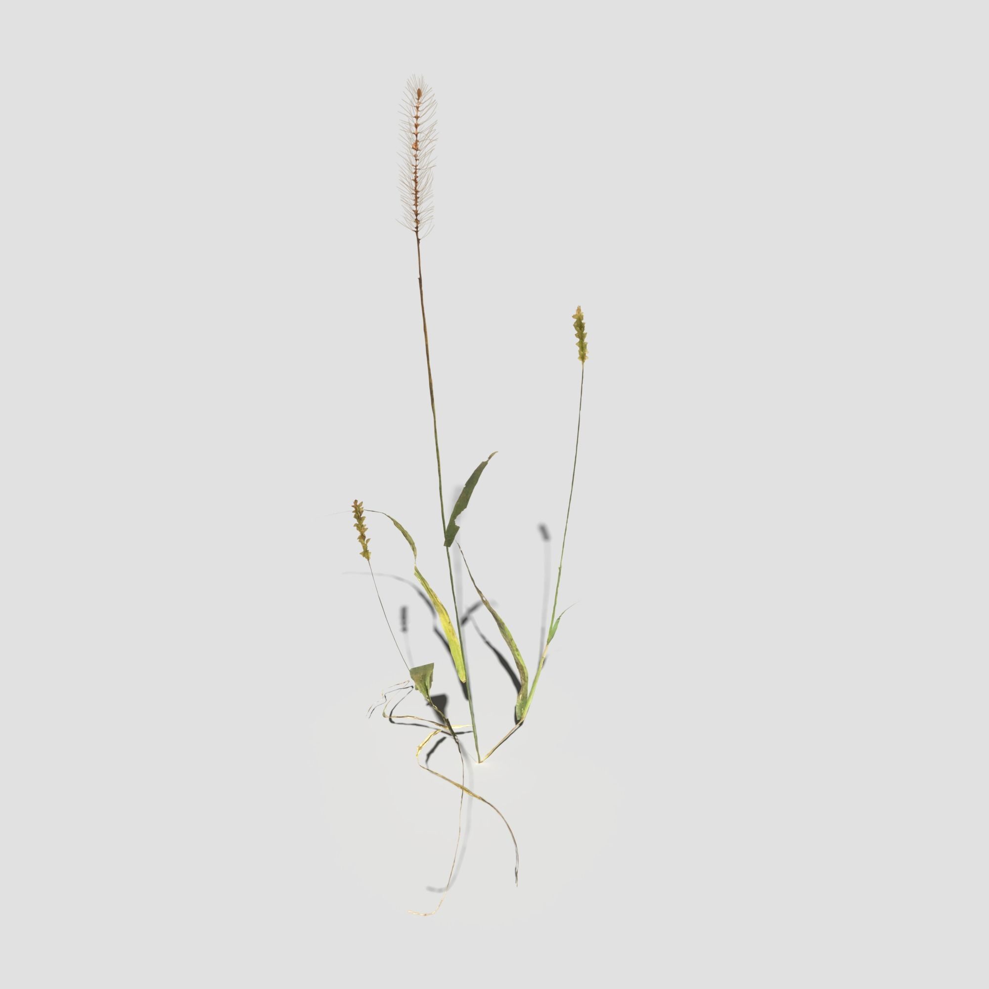 Pigeon Grass Pack 3D model_20