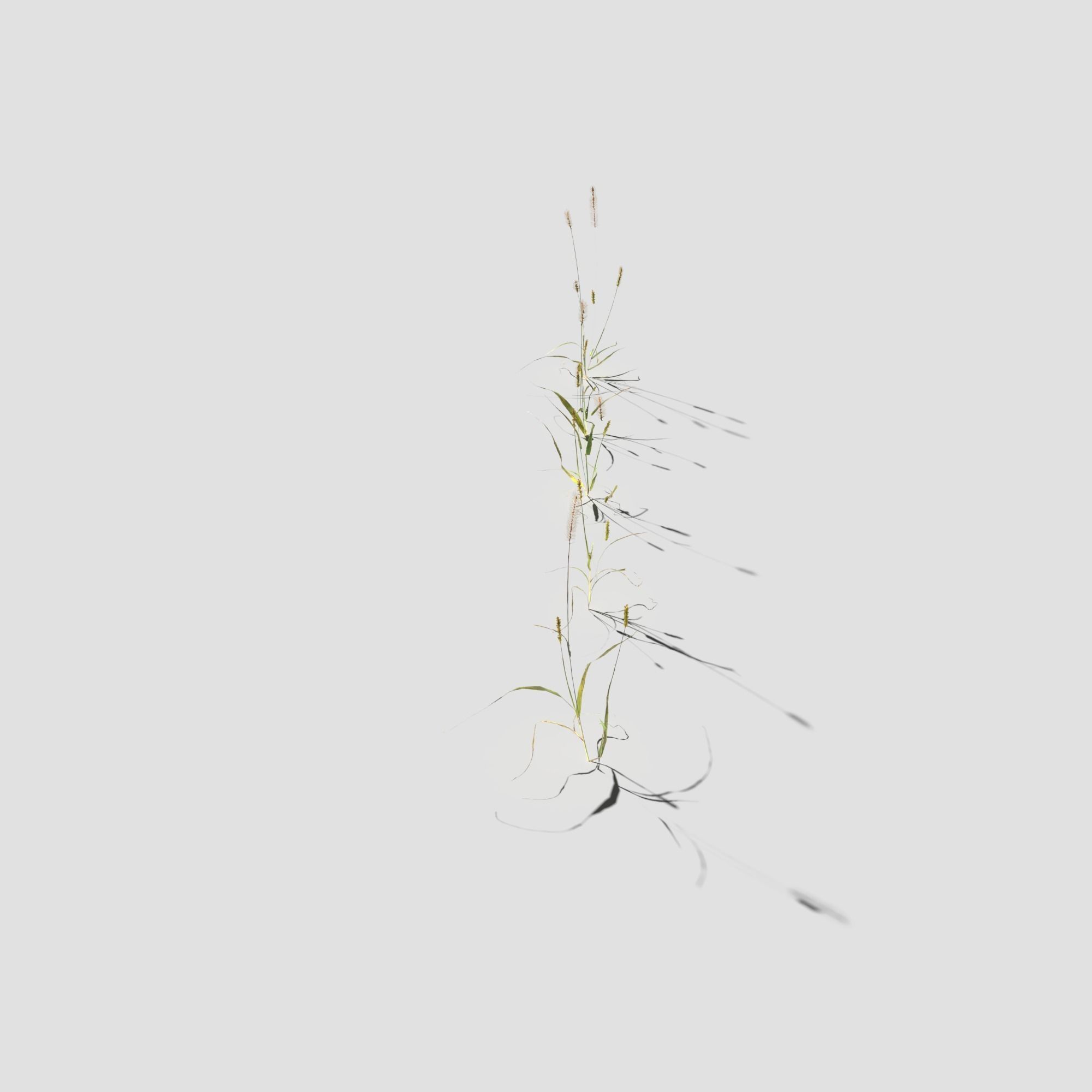 Pigeon Grass Pack 3D model_6