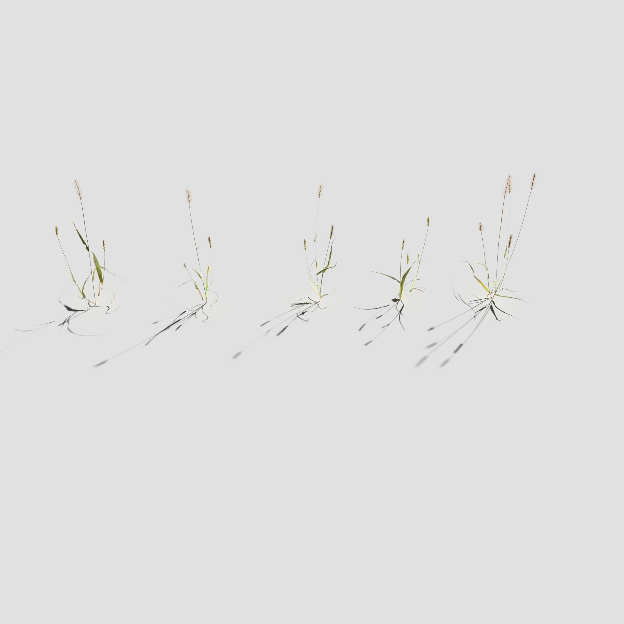 Pigeon Grass Pack 3D model_8