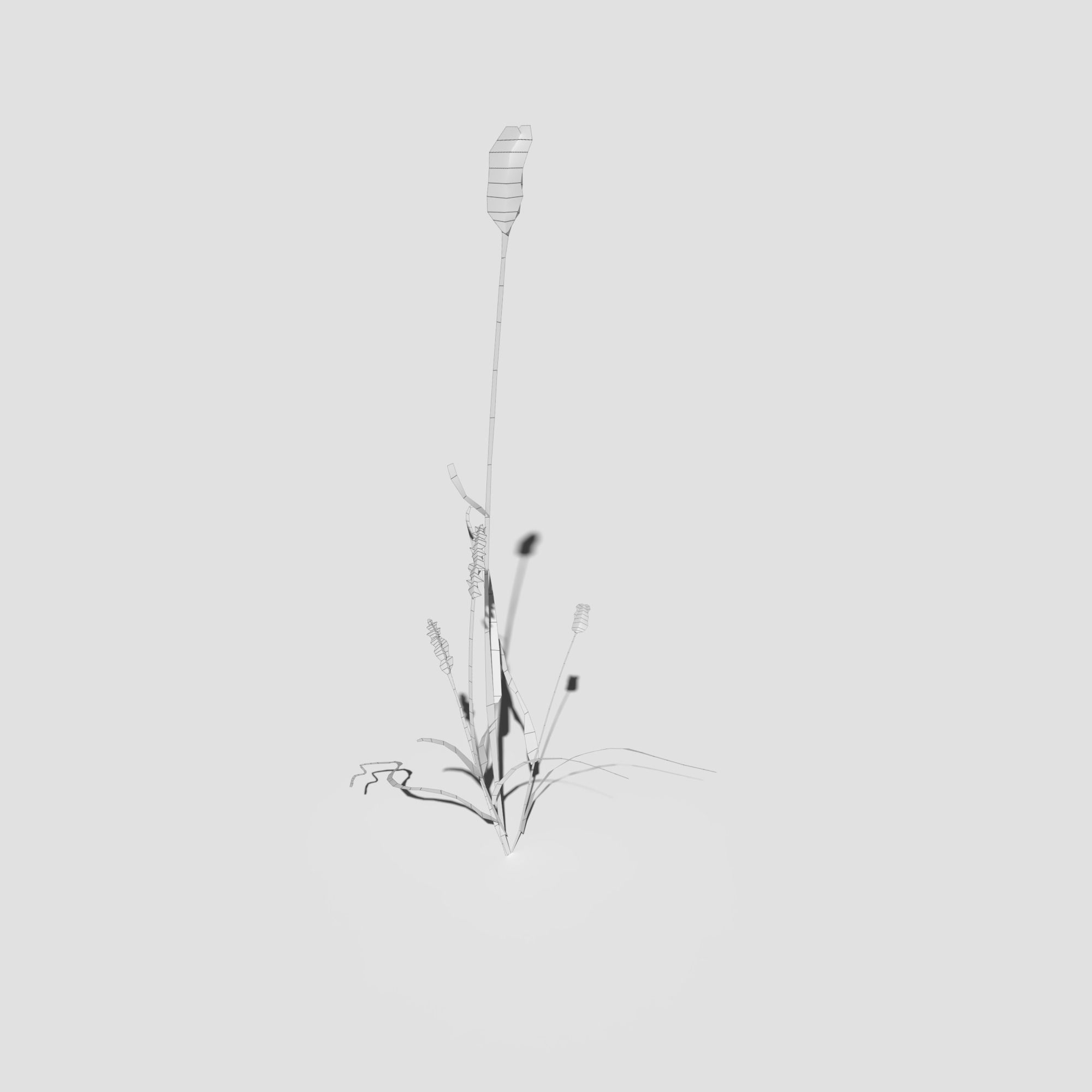 Pigeon Grass Pack 3D model_19