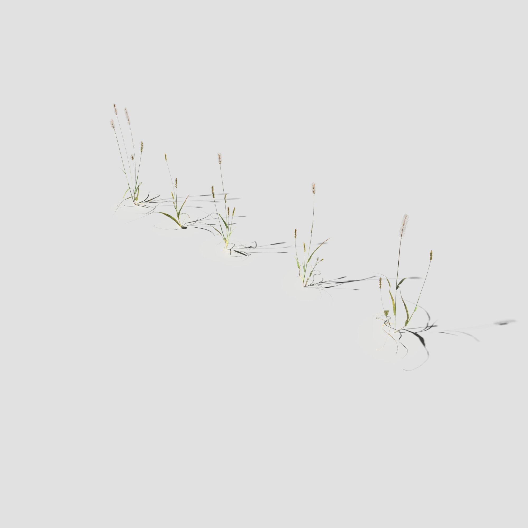 Pigeon Grass Pack 3D model_5