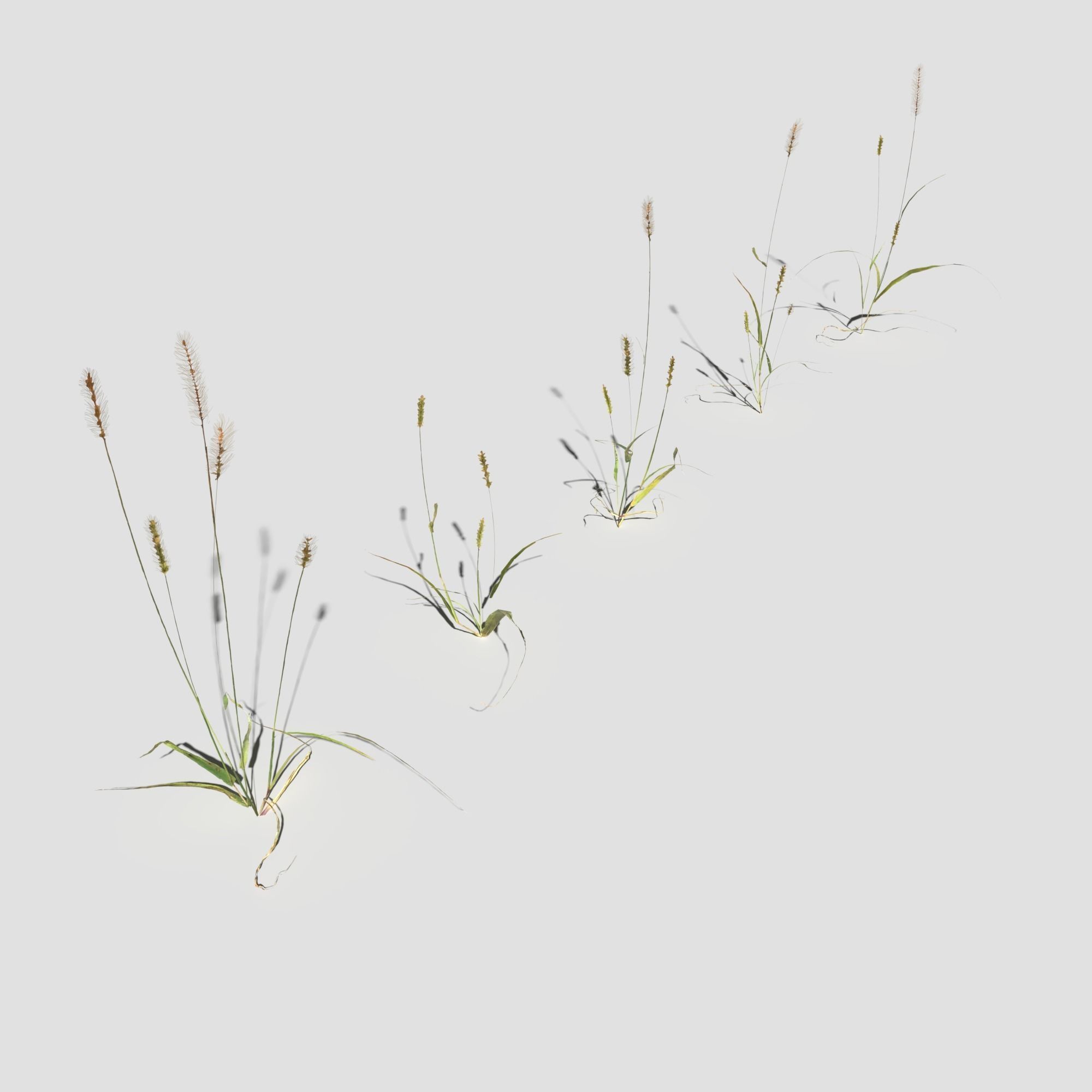 Pigeon Grass Pack 3D model_3