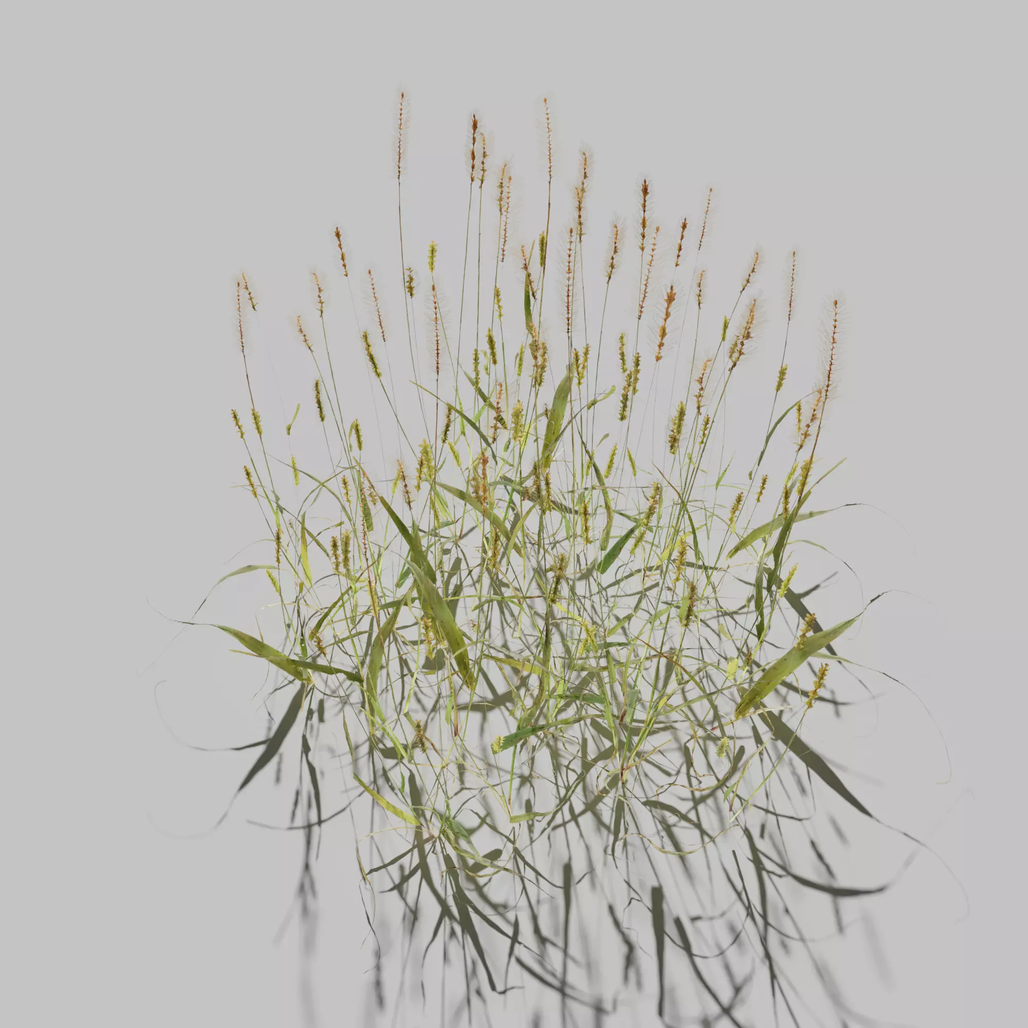 Pigeon Grass Pack 3D model_0