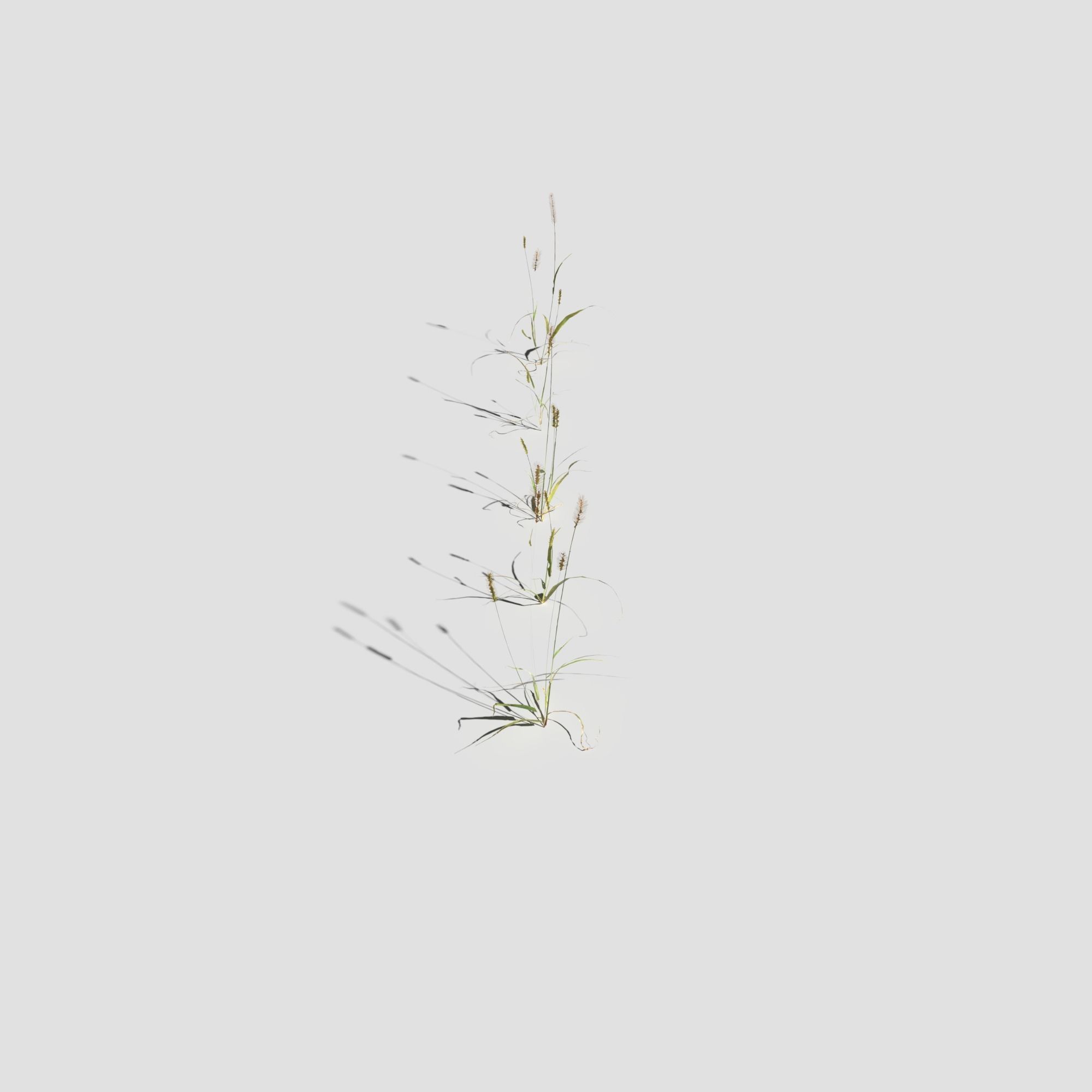 Pigeon Grass Pack 3D model_10