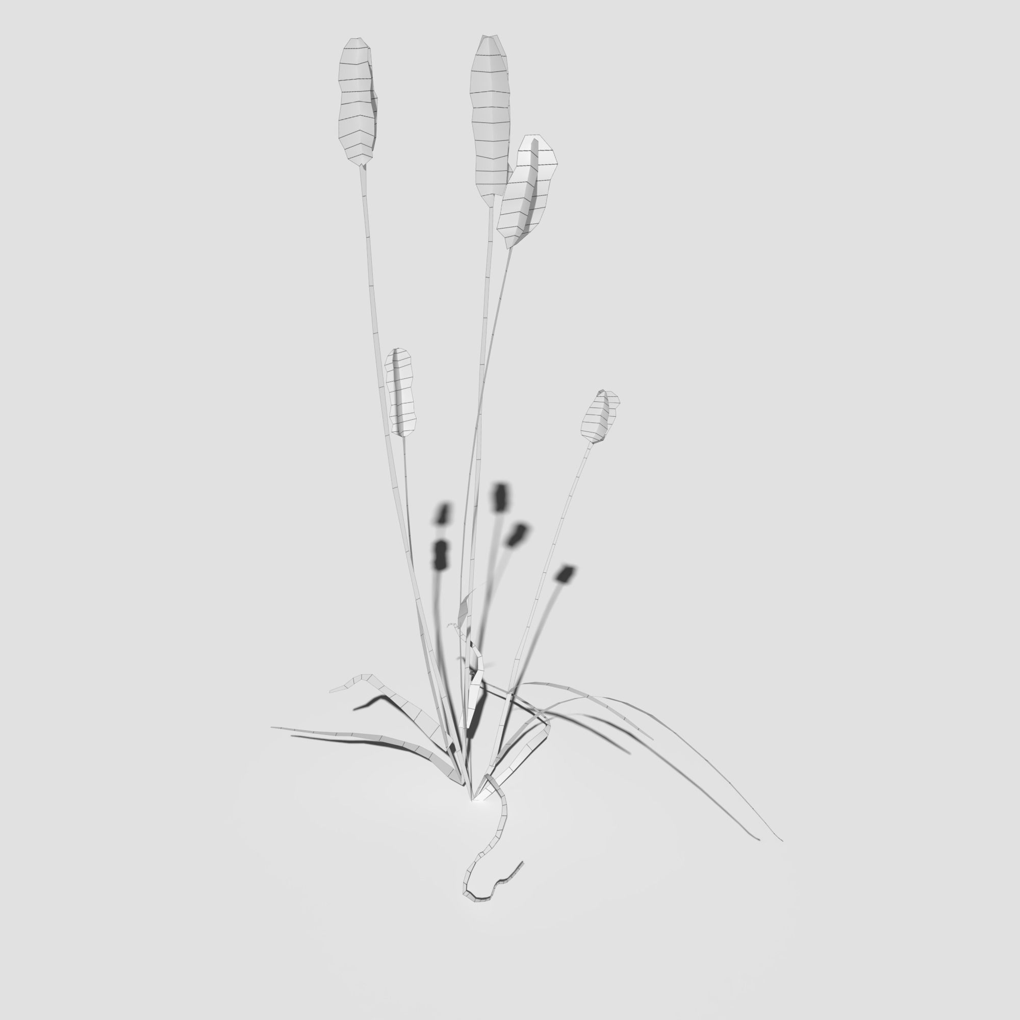 Pigeon Grass Pack 3D model_13