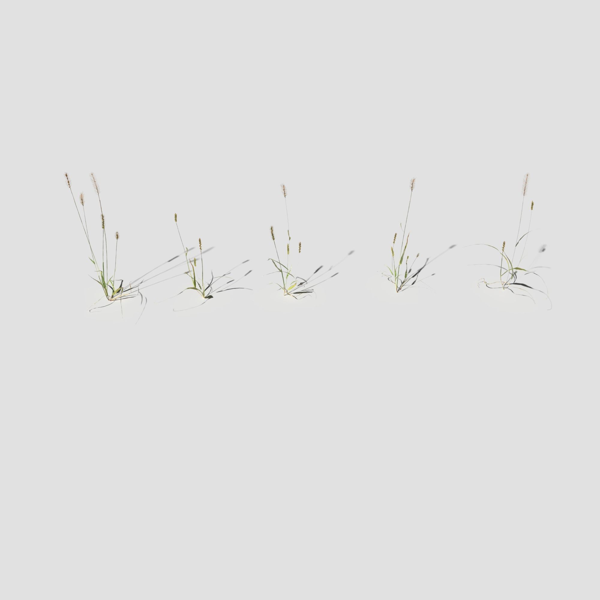 Pigeon Grass Pack 3D model_4