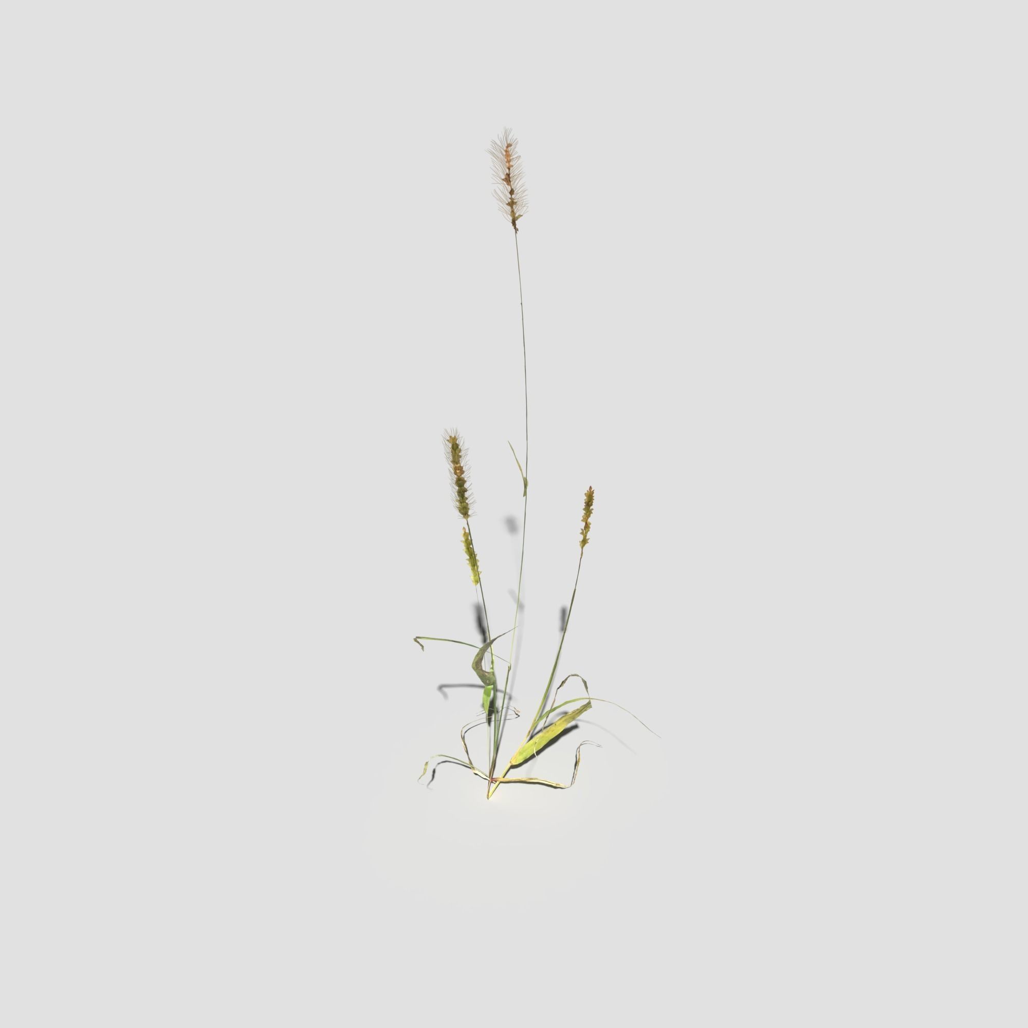 Pigeon Grass Pack 3D model_16