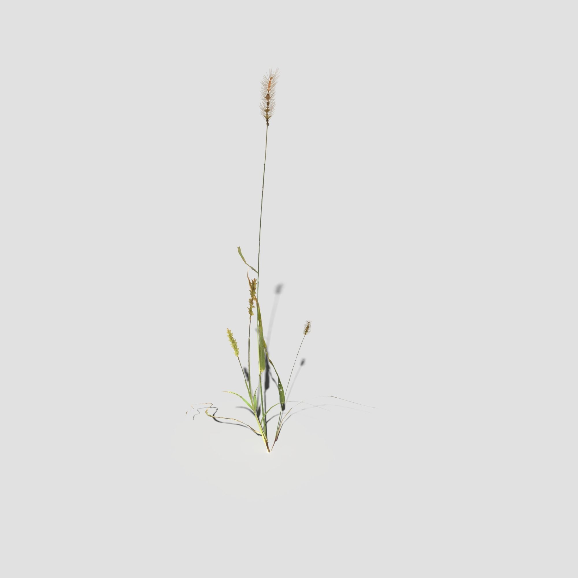 Pigeon Grass Pack 3D model_18