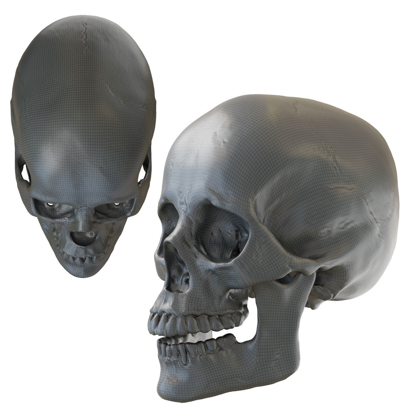 Human skull 3D model_4