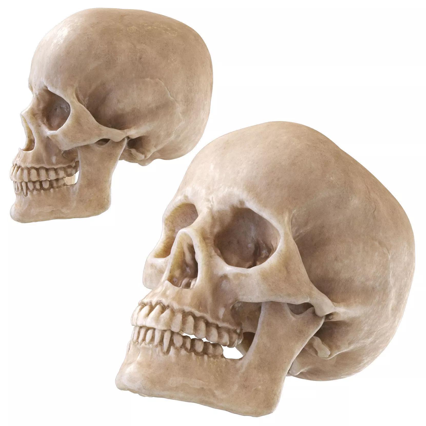 Human skull 3D model_0