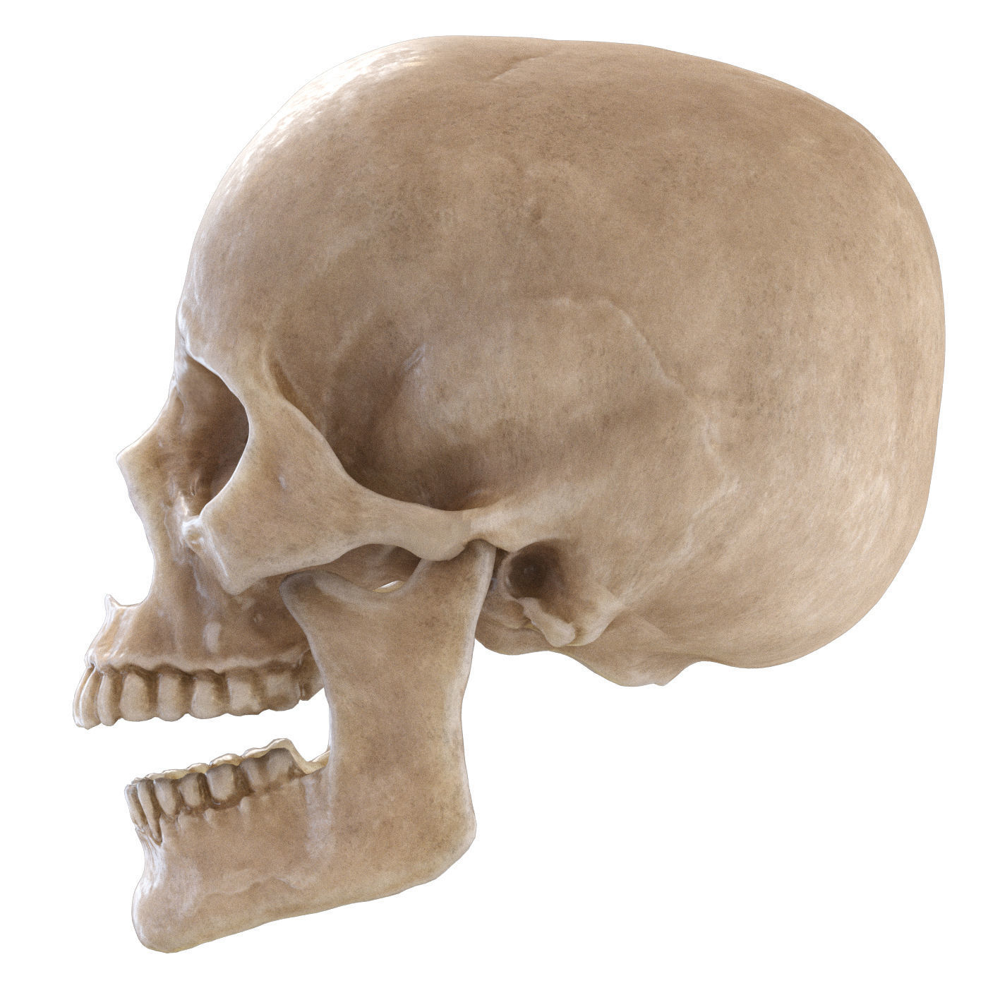 Human skull 3D model_2