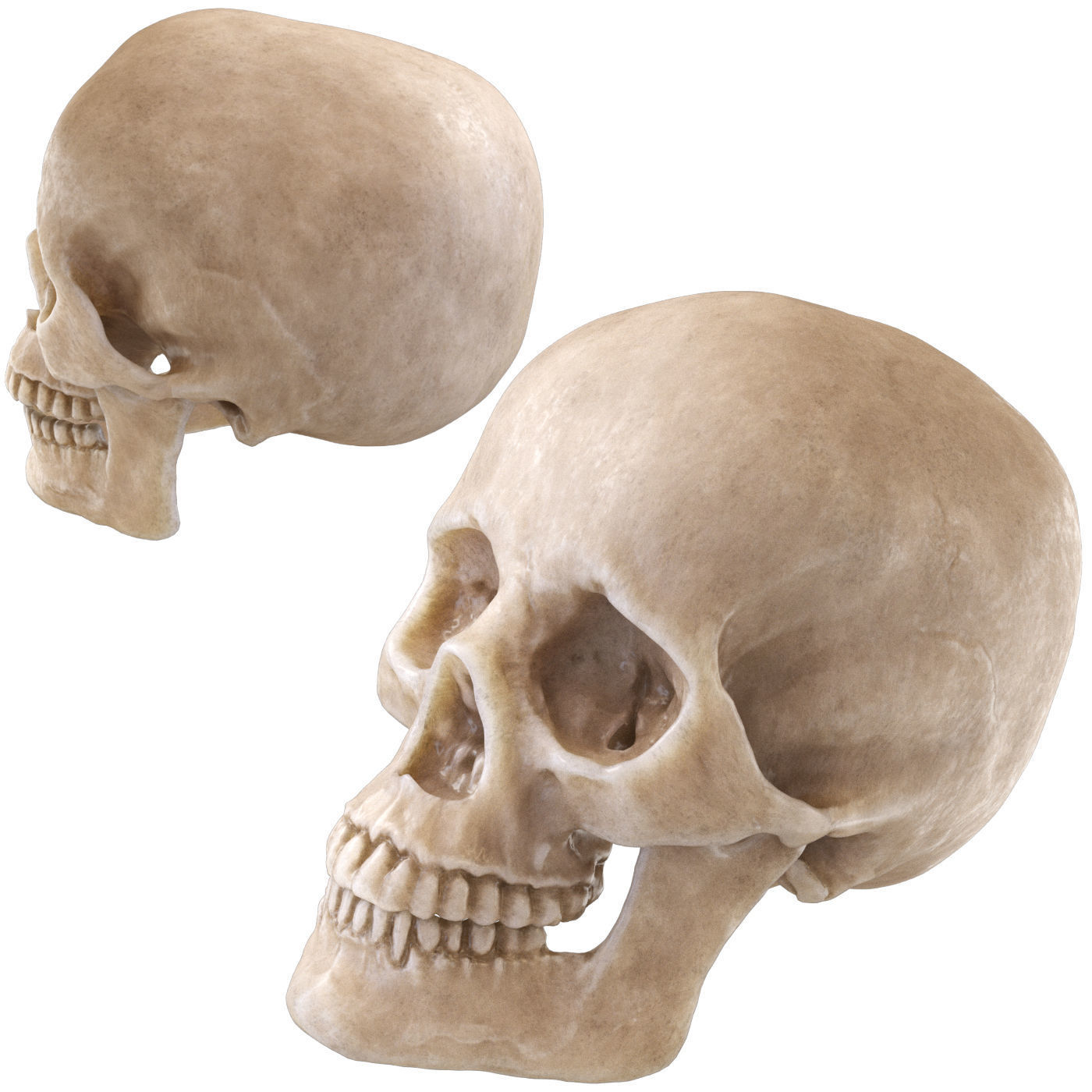 Human skull 3D model_1