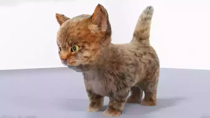 Fur Cute Cat kitten Gray 02 No Rig