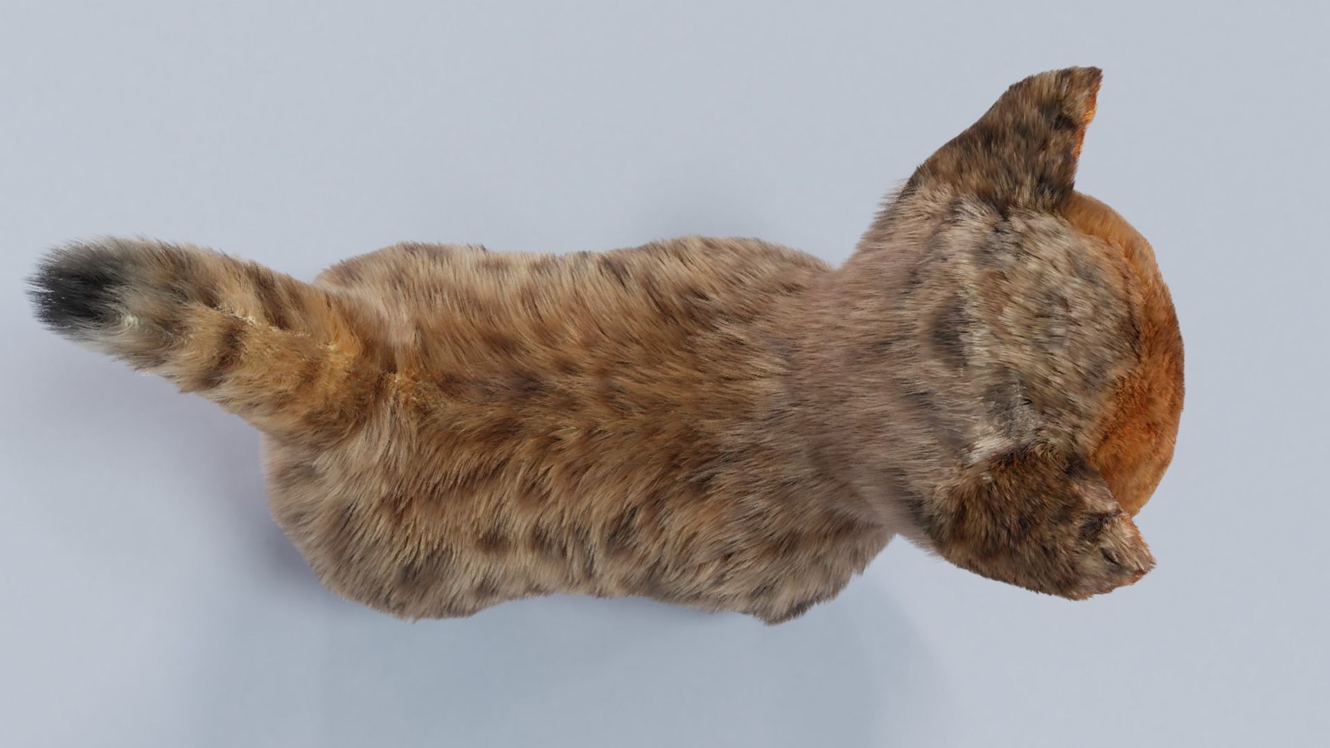 Fur Cute Cat kitten Gray 02 No Rig Low-poly 3D model_2