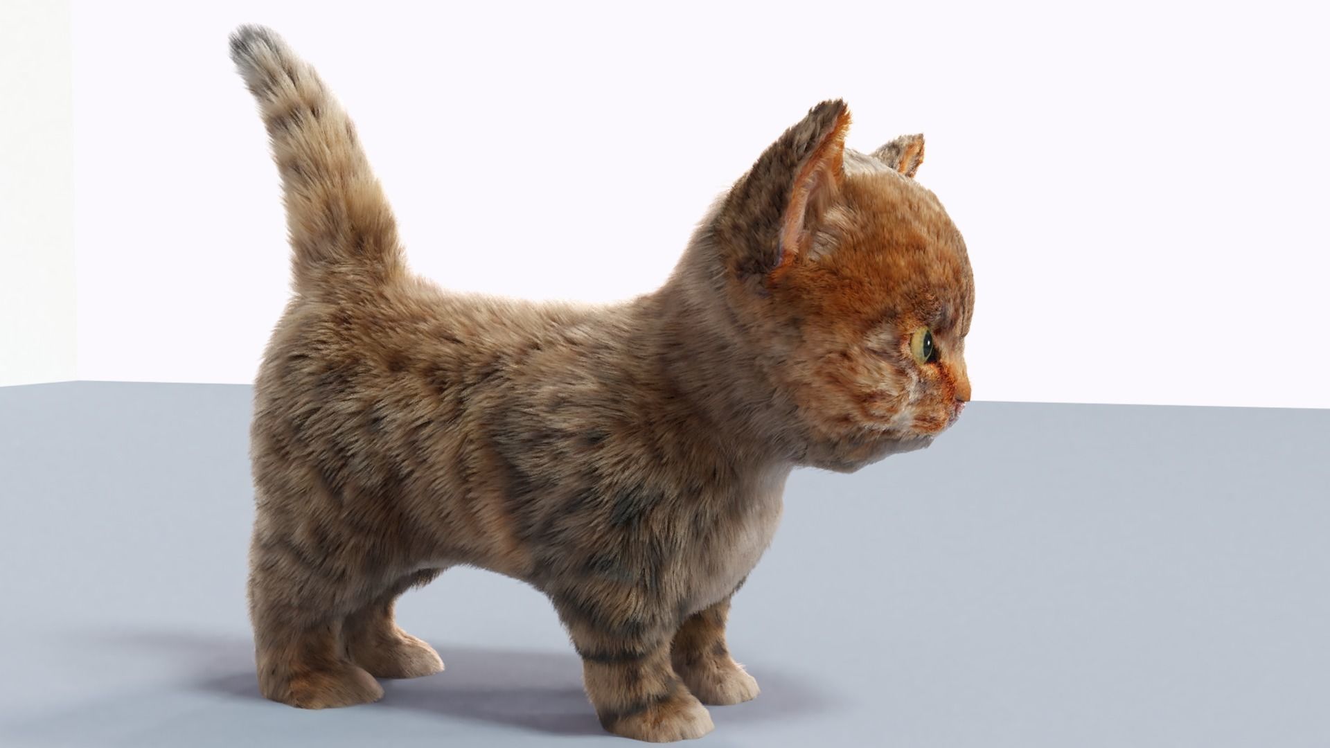 Fur Cute Cat kitten Gray 02 No Rig Low-poly 3D model_5
