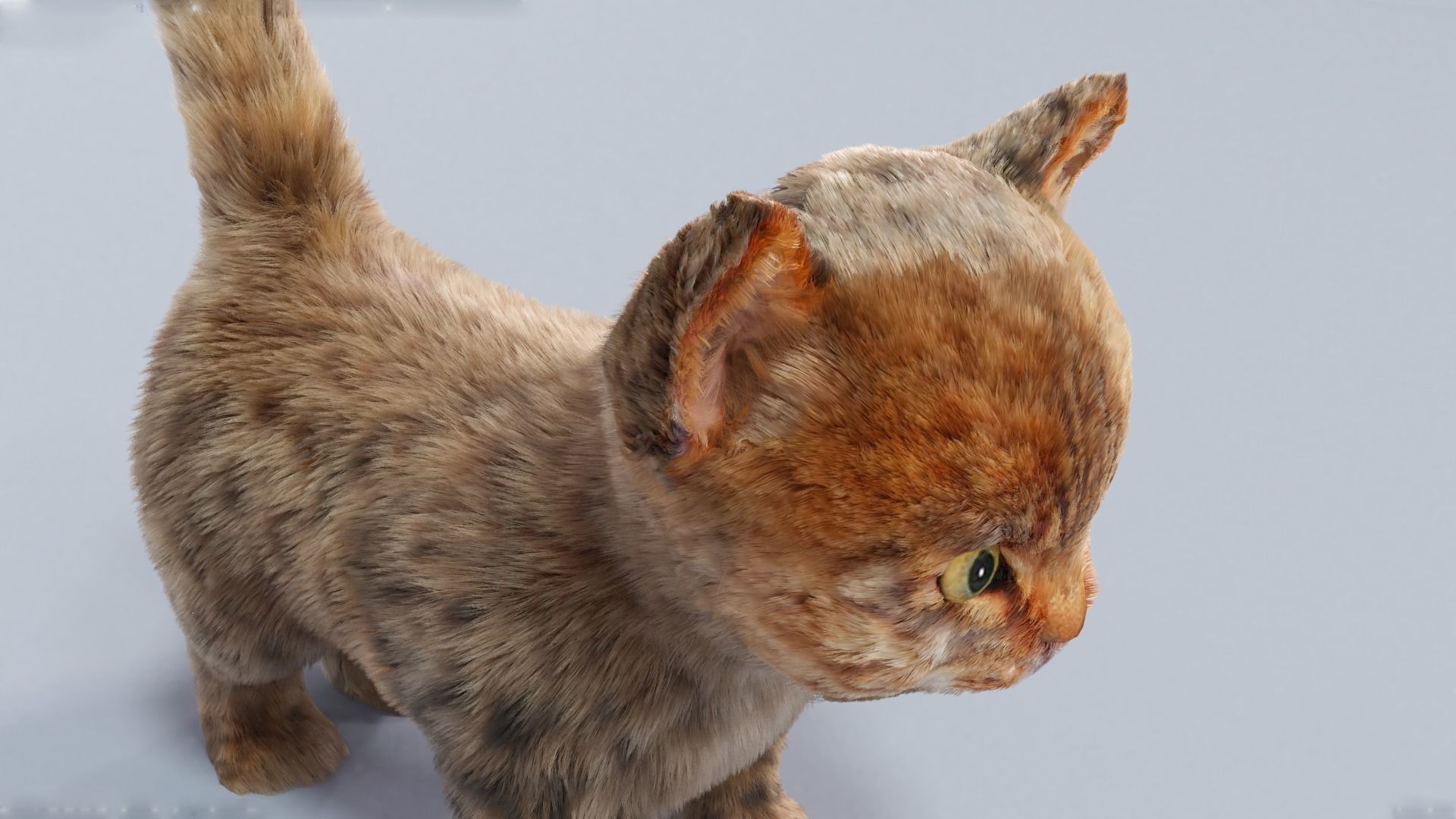 Fur Cute Cat kitten Gray 02 No Rig Low-poly 3D model_4