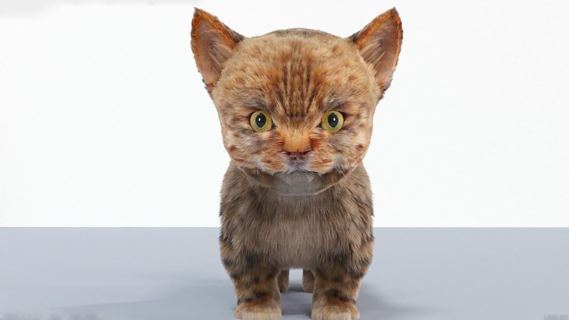 Fur Cute Cat kitten Gray 02 No Rig Low-poly 3D model_1
