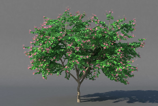XfrogPlants Hong Kong Orchid Tree - Bauhinia Blakeana  3D model