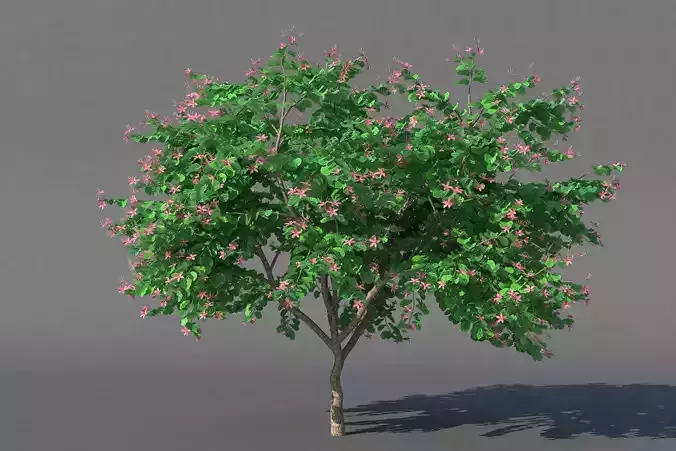 XfrogPlants Hong Kong Orchid Tree - Bauhinia Blakeana 