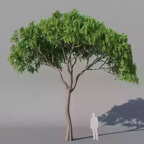 XfrogPlants Bishopwood - Bischofia Trifoliata 3D model
