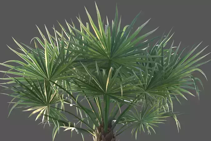 XfrogPlants Bismarck Palm - Bismarkia Nobilis  3D model