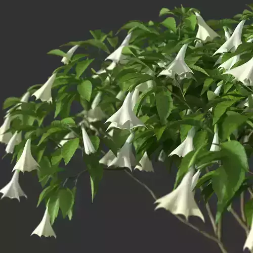 XfrogPlants Angels Trumpet - Brugmansia Arborea  3D model