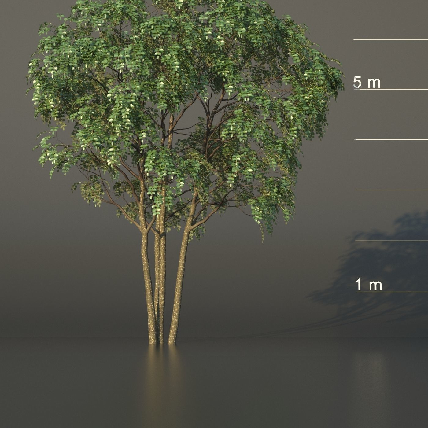 XfrogPlants Gumbo Limbo - Bursera Simaruba  3D model_16